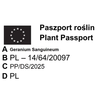 BODZISZEK krwisty - sadzonki 10 / 15 cm